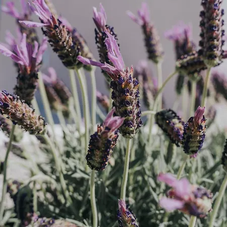 Charmante Mit Balkon By Interhome * Novigrad Istria