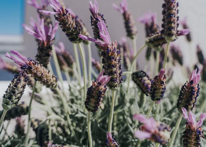 Charmante Mit Balkon By Interhome * Novigrad Istria